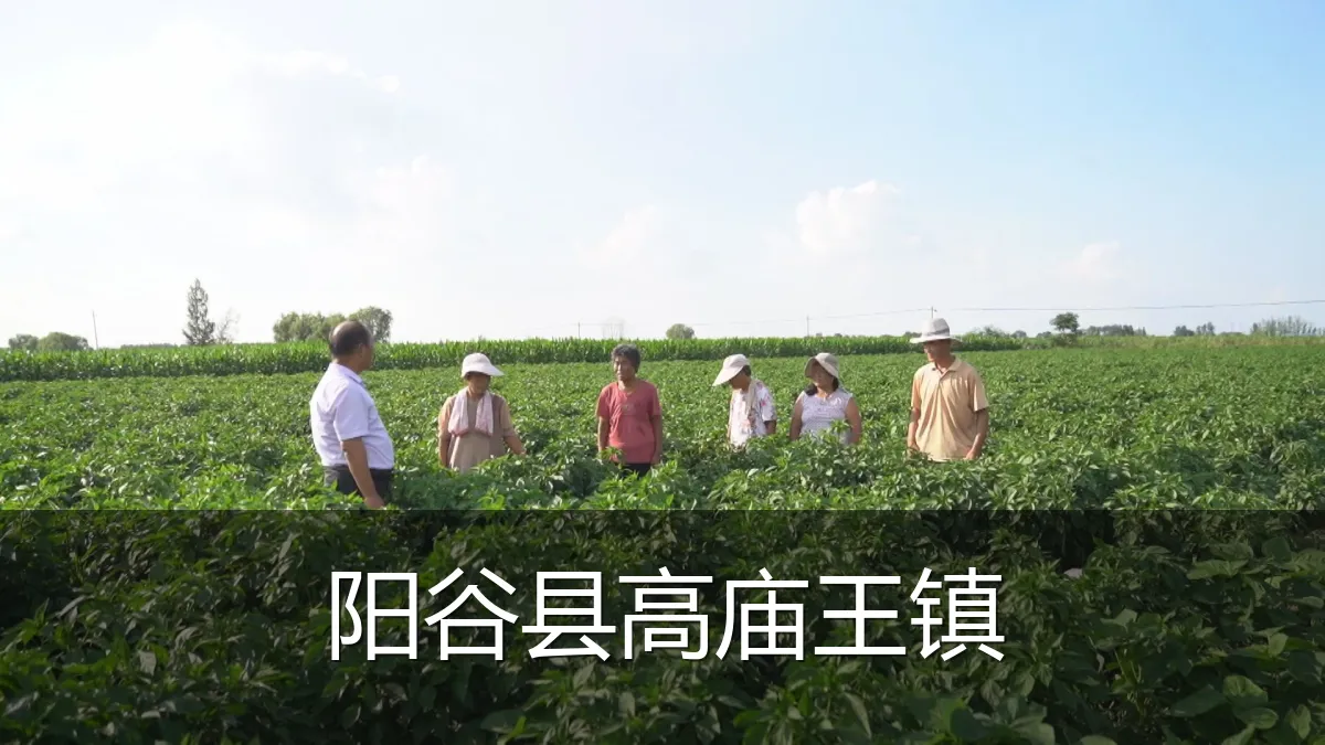 阳谷县高庙王镇